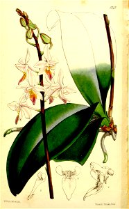 Phalaenopsis equestris (as Phalaenopsis rosea) - Curtis' 86 (Ser. 3 no. 16) pl. 5212 (1860). Free illustration for personal and commercial use.