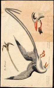 Phaëton flavirostris - 1700-1880 - Print - Iconographia Zoologica - Special Collections University of Amsterdam - UBA01 IZ18000013