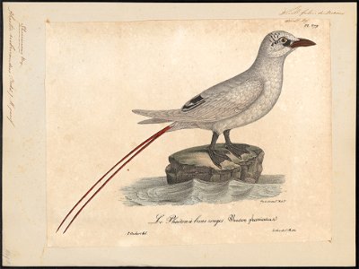Phaëton rubricaudus - 1825-1834 - Print - Iconographia Zoologica - Special Collections University of Amsterdam - UBA01 IZ18000015