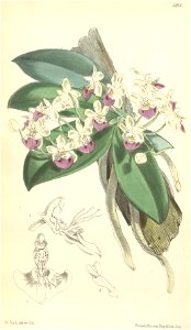 Phalaenopsis parishii - Curtis' 96 (Ser. 3 no. 26) pl. 5815 (1870)