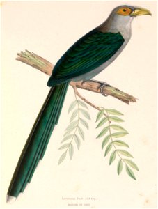 Phaenicophaeus diardi 1849