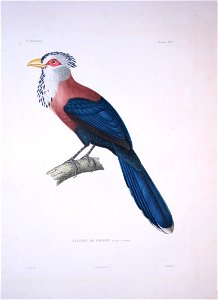 Phaenicophaeus cumingi - Bonite-oiseaux-pl06