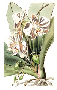 Phalaenopsis aphrodite subsp. aphrodite (as Phalaenopsis amabilis Lindl.) - Edwards vol 24 (NS 1) pl 34 (1838)