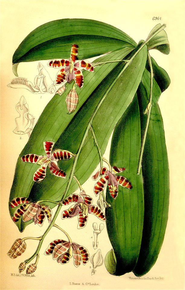 Phalaenopsis mariae - Curtis' 113 (Ser. 3 no. 43) pl 6964 (1887)