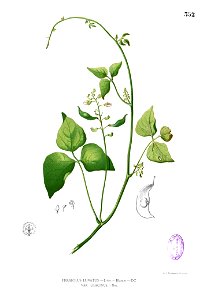 Phaseolus lunatus Blanco2.352