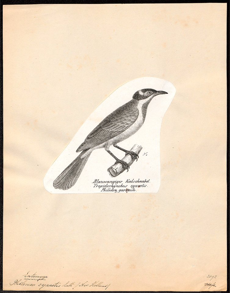 Philemon cyanotis - 1809-1845 - Print - Iconographia Zoologica - Special Collections University of Amsterdam - UBA01 IZ19200061