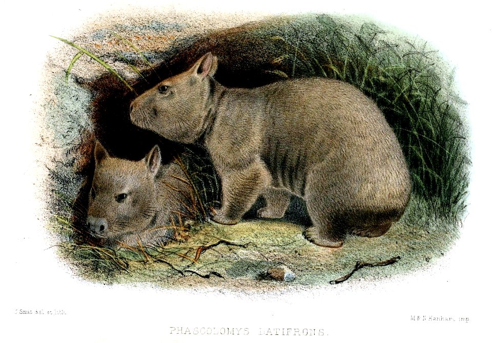 PhascolomysLatifronsWolf