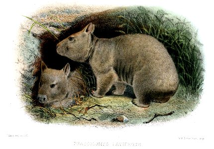 PhascolomysLatifronsWolf