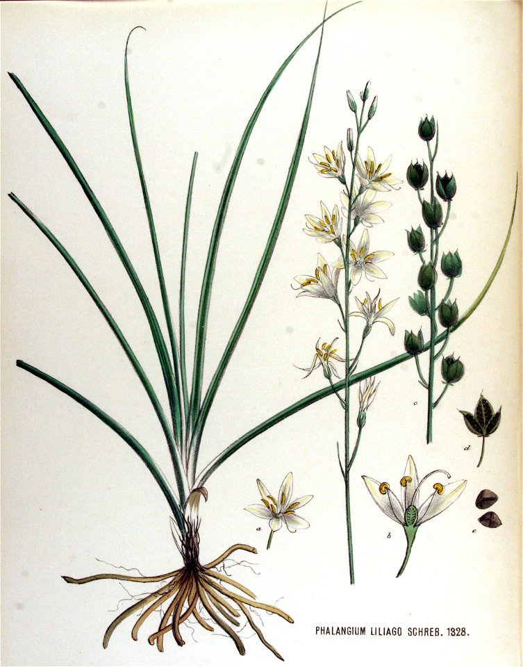Phalangium liliago — Flora Batava — Volume v17