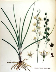 Phalangium liliago — Flora Batava — Volume v17