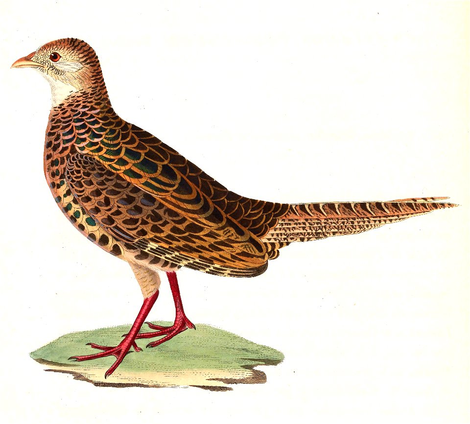 Phasianus versicolor female 1838