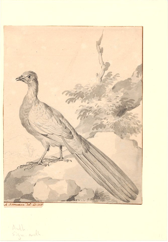 Phasianidae - 1710-1792 - Print - Iconographia Zoologica - Special Collections University of Amsterdam - UBA01 IZA1000734