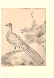 Phasianidae - 1710-1792 - Print - Iconographia Zoologica - Special Collections University of Amsterdam - UBA01 IZA1000734