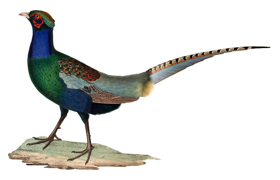Phasianus versicolor male 1838