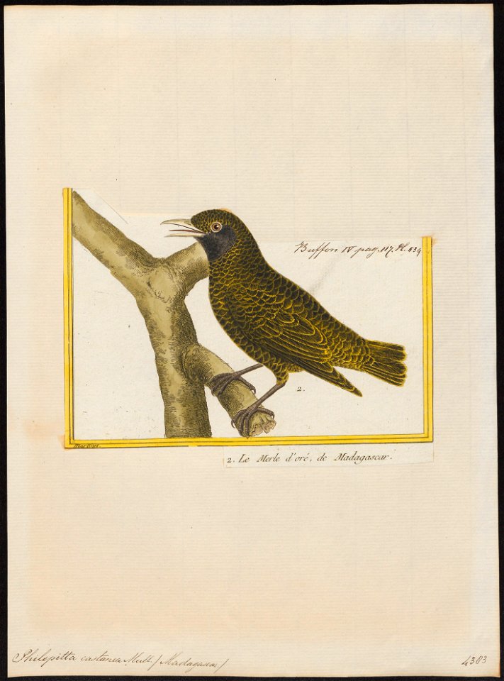 Philepitta castanea - 1700-1880 - Print - Iconographia Zoologica - Special Collections University of Amsterdam - UBA01 IZ16400293