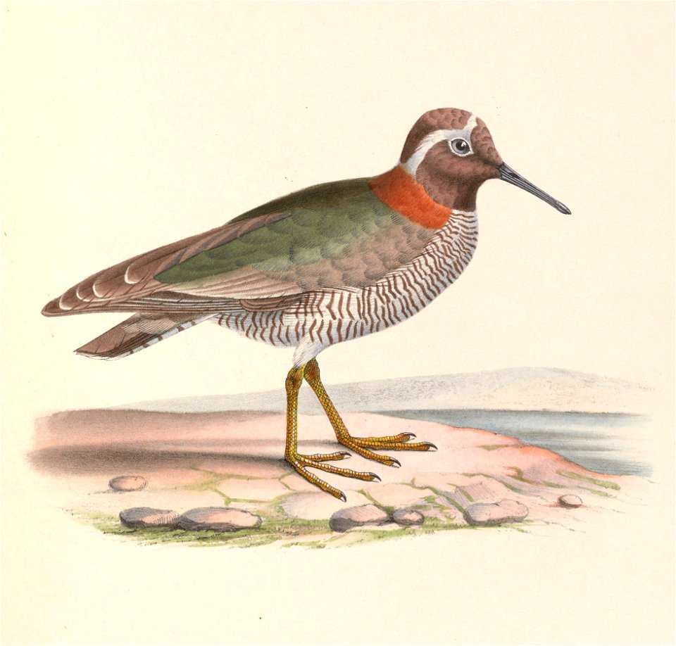 Phegornis mitchellii 1849