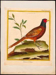 Phasianus colchicus - 1700-1880 - Print - Iconographia Zoologica - Special Collections University of Amsterdam - UBA01 IZ16900201