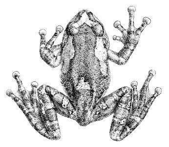 Philautus jerdonii