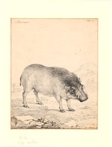 Phacochoerus aethiopicus - 1710-1792 - Print - Iconographia Zoologica - Special Collections University of Amsterdam - UBA01 IZA1000720
