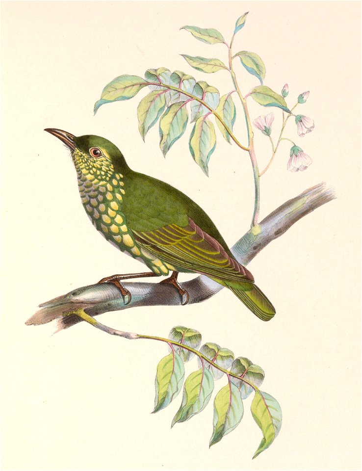Philepitta castanea young 1849