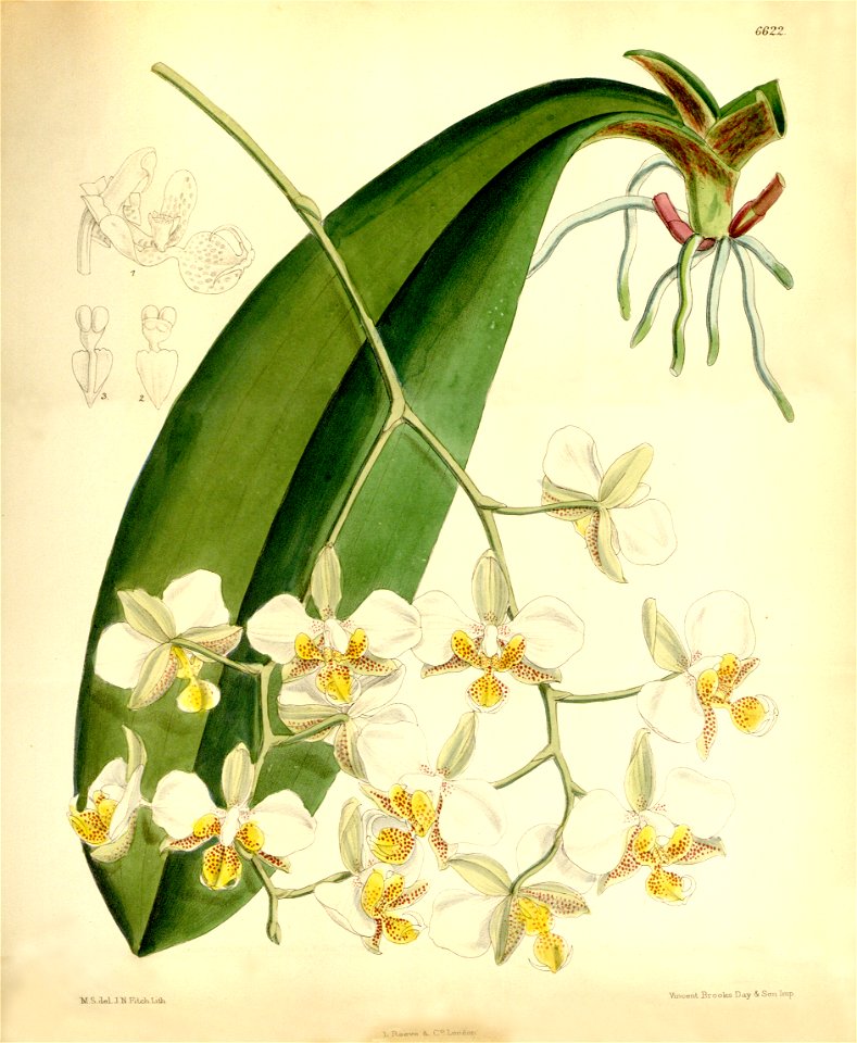 Phalaenopsis stuartiana - Curtis' 108 (Ser. 3 no. 38) pl 6622 (1882)