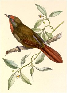 Phacellodomus erythrophthalmus 1849