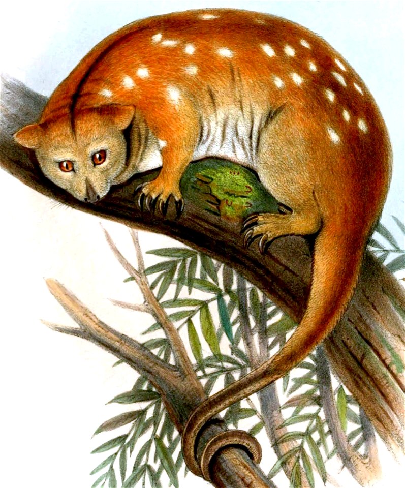 Phalanger ornatus