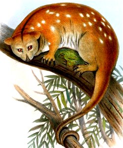 Phalanger ornatus