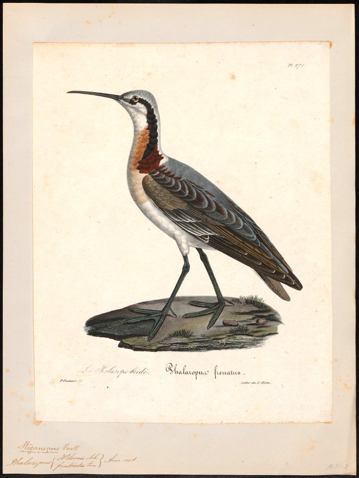 Phalaropus wilsonii - 1825-1834 - Print - Iconographia Zoologica - Special Collections University of Amsterdam - UBA01 IZ17400374