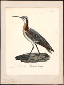 Phalaropus wilsonii - 1825-1834 - Print - Iconographia Zoologica - Special Collections University of Amsterdam - UBA01 IZ17400374