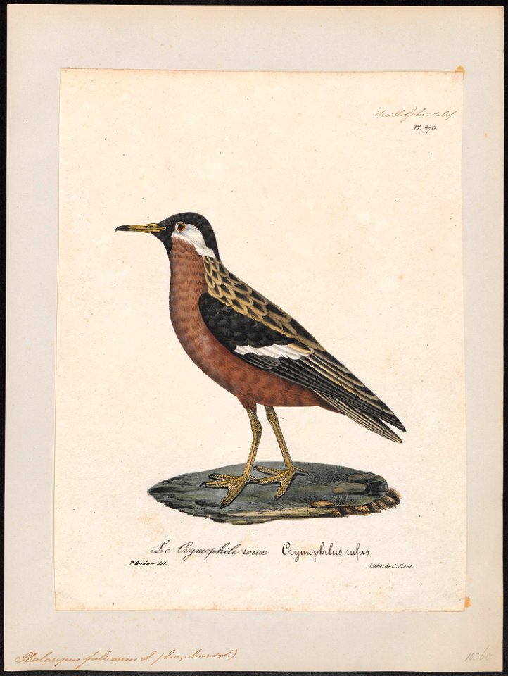 Phalaropus fulicarius - 1825-1834 - Print - Iconographia Zoologica - Special Collections University of Amsterdam - UBA01 IZ17400347
