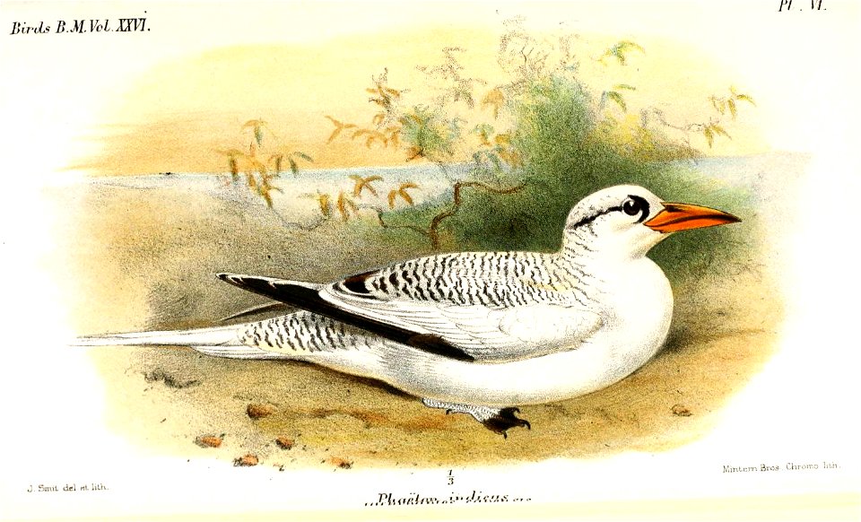 PhaethonIndicusSmit