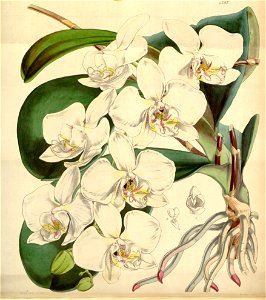 Phalaenopsis amabilis - Curtis' 73 (Ser. 3 no. 3) pl. 4297 (1847). Free illustration for personal and commercial use.