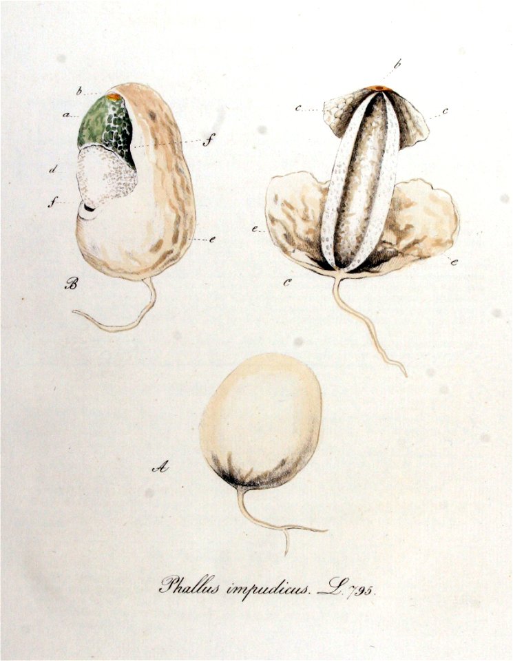 Phallus impudicus — Flora Batava — Volume v10