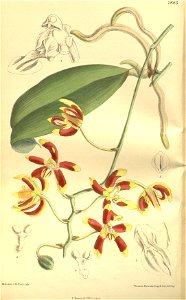 Phalaenopsis kunstleri