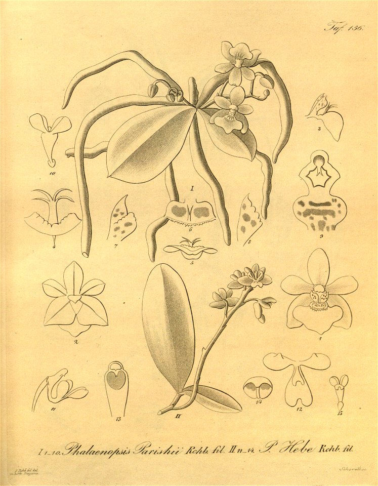 Phalaenopsis parishii and Phalaenopsis deliciosa (as Phalaenopsis hebe)-Xenia