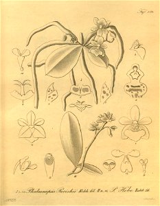 Phalaenopsis parishii and Phalaenopsis deliciosa (as Phalaenopsis hebe)-Xenia