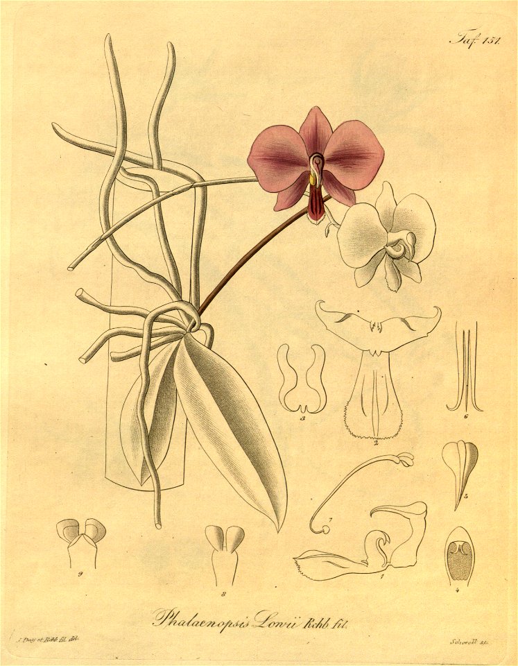 Phalaenopsis lowii432546