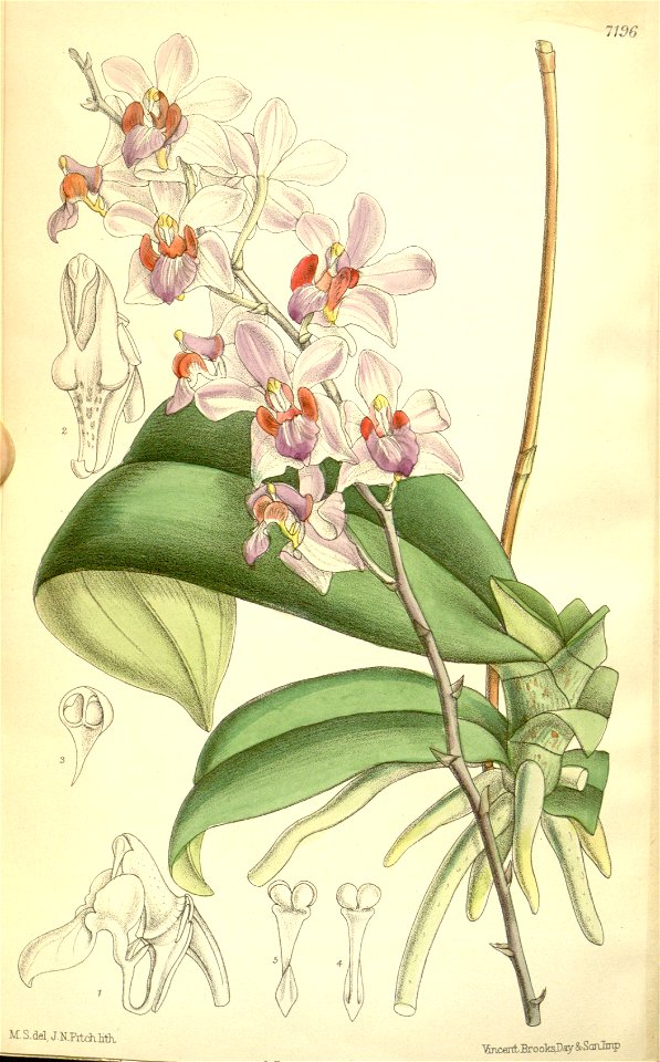 Phalaenopsis pulcherrima (as Phalaenopsis esmeralda) - Curtis' 117 (Ser. 3 no. 47) pl. 7196 (1891)