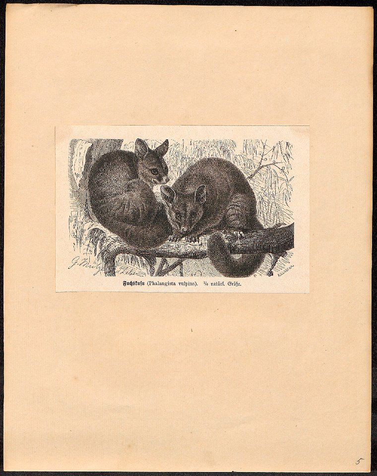 Phalangista vulpina - 1700-1880 - Print - Iconographia Zoologica - Special Collections University of Amsterdam - UBA01 IZ20300055