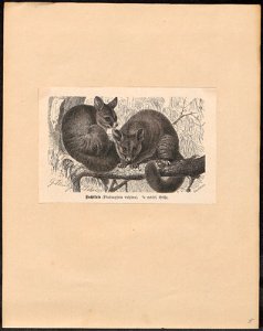 Phalangista vulpina - 1700-1880 - Print - Iconographia Zoologica - Special Collections University of Amsterdam - UBA01 IZ20300055