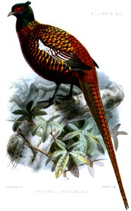 PhasianusPrincipalisKeulemans
