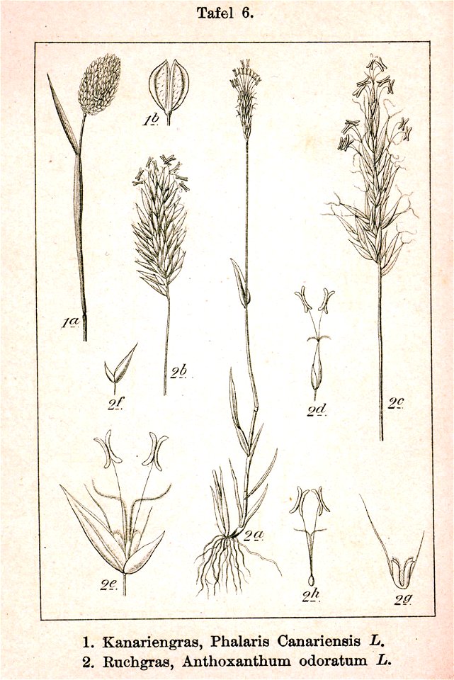 Phalaris canariensis Anthoxanthum odoratum Sturm03006