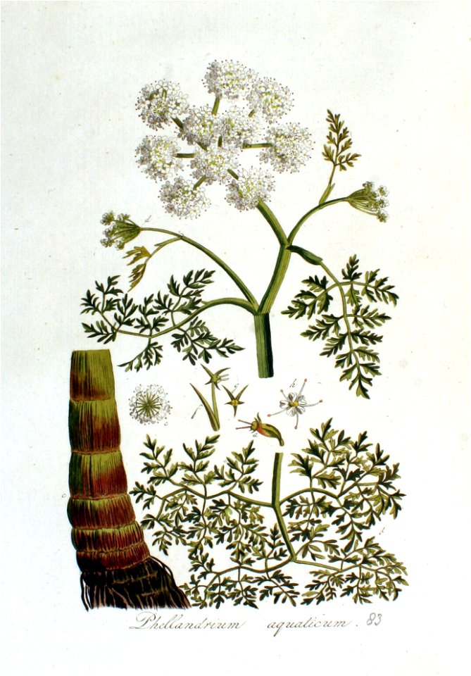 Phellandrium aquaticum — Flora Batava — Volume v2