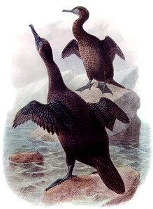Phalarocorax harrisiDI09P10CA