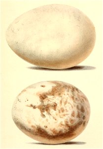 Phalcoboenus australis eggs 1860