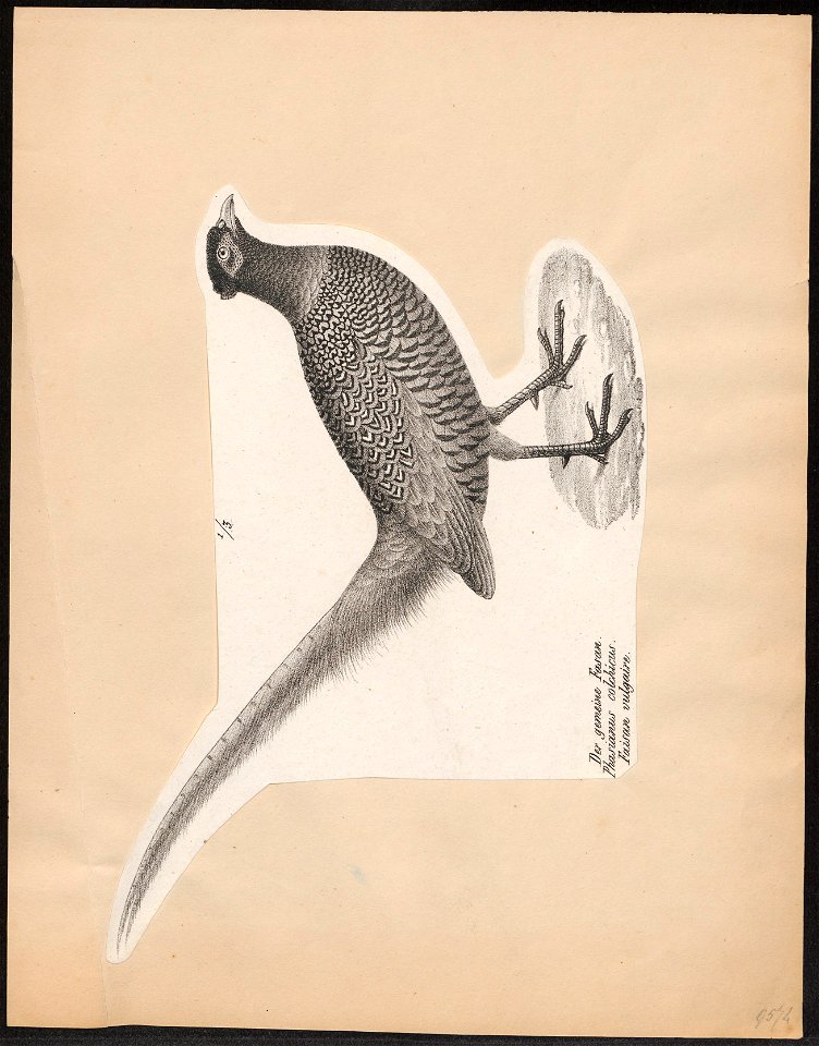 Phasianus colchicus - 1809-1845 - Print - Iconographia Zoologica - Special Collections University of Amsterdam - UBA01 IZ16900199