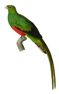 Pharomachrus pavoninus 1838