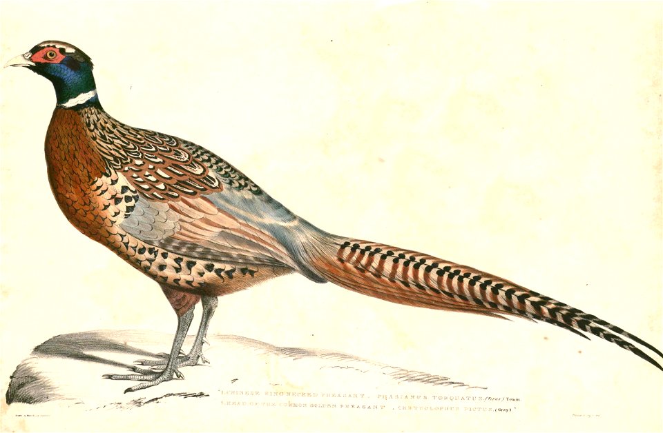 Phasianus colchicus torquatus Hardwicke