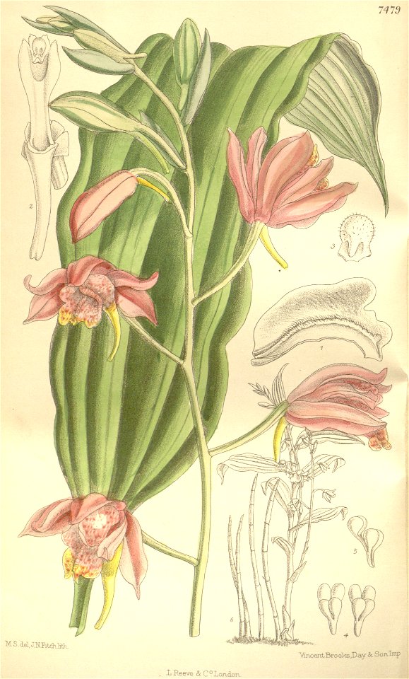 Phaius mishmensis (spelled Phajus mishmensis) - Curtis' 122 (Ser. 3 no. 52) pl. 7479 (1896)